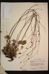 Eriogonum nudum image